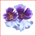 PANSY CRYSTAL