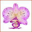 SPECIAL ORCHID